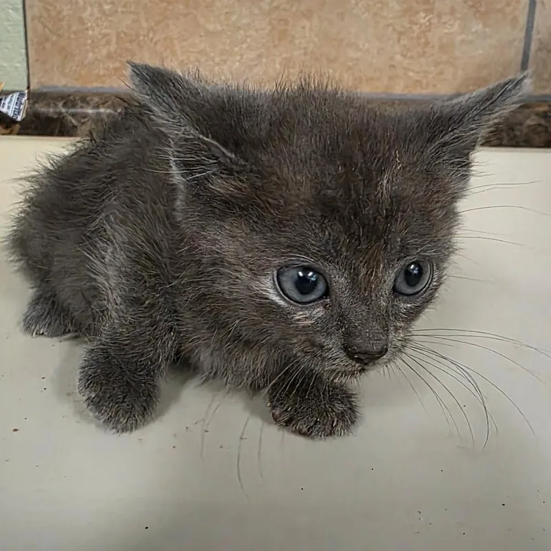 A baby small-sized female Gray / Blue / Silver Domestic Short Hair cat named Hawk for adoption in Eureka Springs, AR