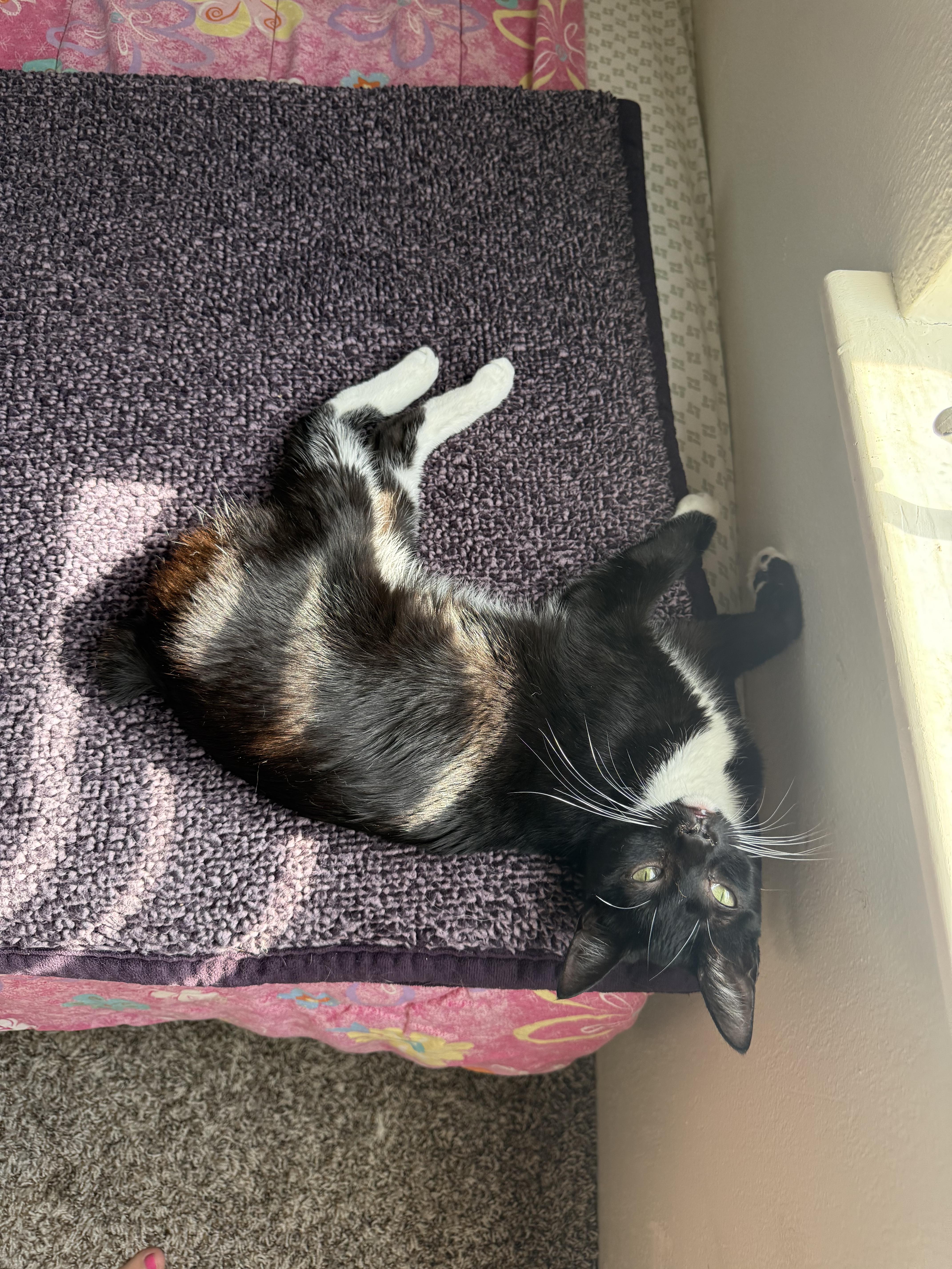 A baby medium-sized female Black & White / Tuxedo Manx cat named Manxy for adoption in Fresno, CA