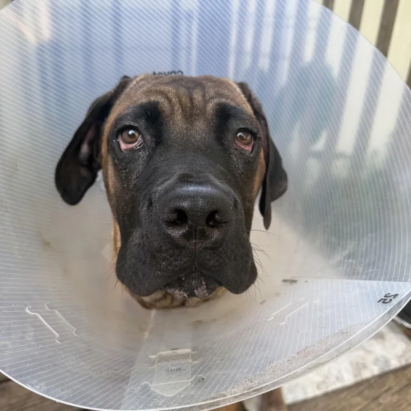 A young extra large-sized male Brown / Chocolate Cane Corso dog named Denali for adoption in Parrish, FL