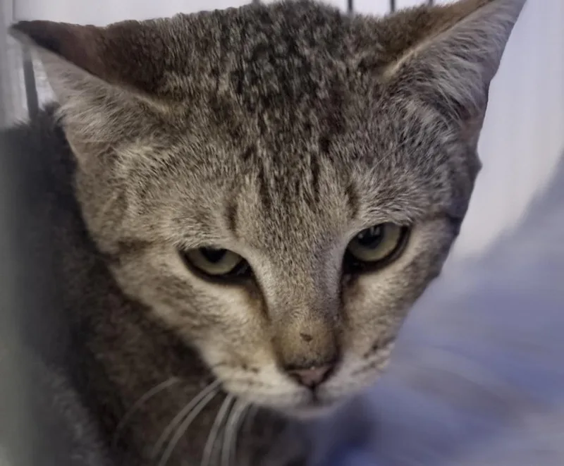 A baby medium-sized male Tabby cat named Frisco for adoption in Palmer, AK