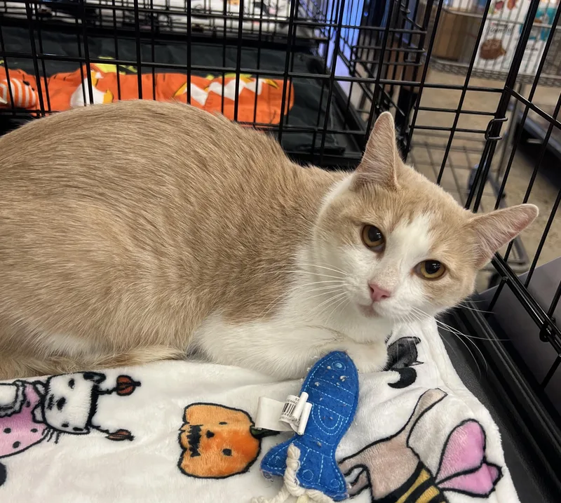 An adult medium-sized male Domestic Short Hair cat named Champ for adoption in League City, TX
