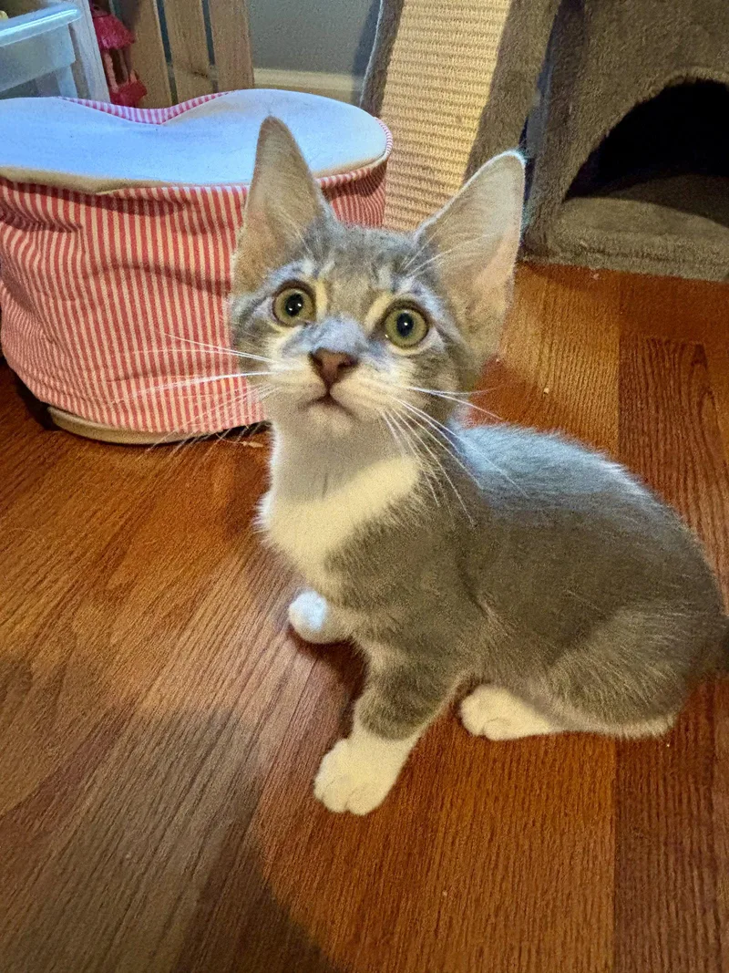 A baby medium-sized male Gray & White Domestic Short Hair cat named Bandit for adoption in Roxboro, NC