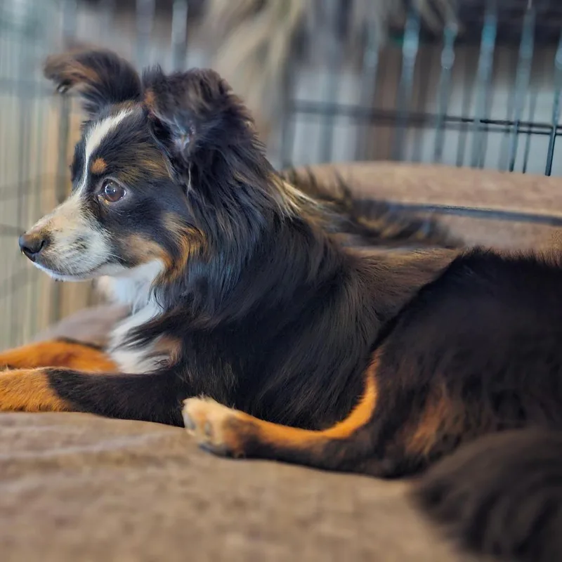 A young small-sized male Black Australian Shepherd dog named Dyno for adoption in Phoenix, AZ