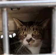 An adult medium-sized male Domestic Short Hair cat named Professor Purrington for adoption in West Chester, PA