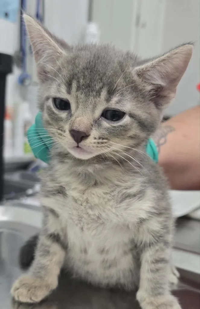 A baby small-sized male Domestic Short Hair cat named Avery for adoption in Hillsdale, IN