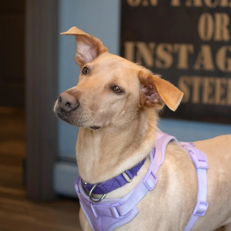 An adult medium-sized male Labrador Retriever dog named Grinch for adoption in New York, NY