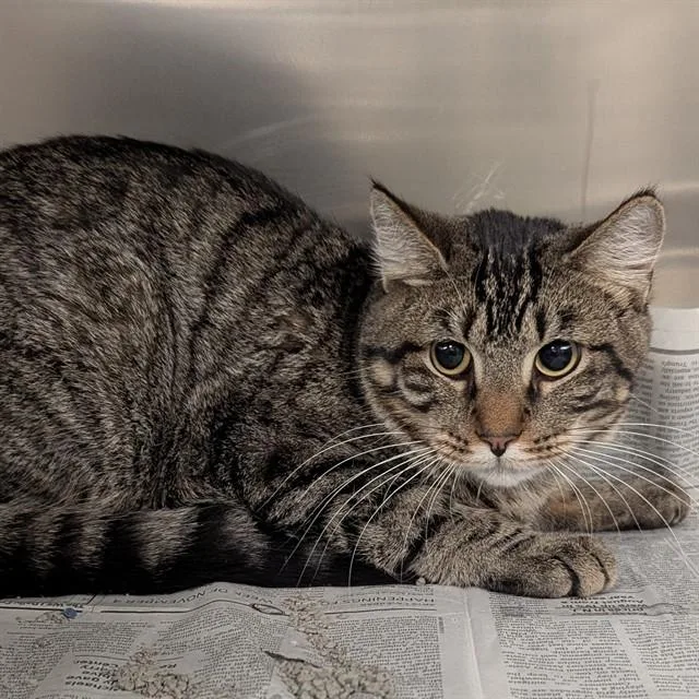 A young small-sized male Domestic Short Hair cat named Hawk for adoption in Olivette, MO