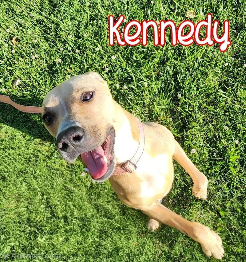 A young medium-sized female Pit Bull Terrier dog named Kennedy for adoption in Port Clinton, OH