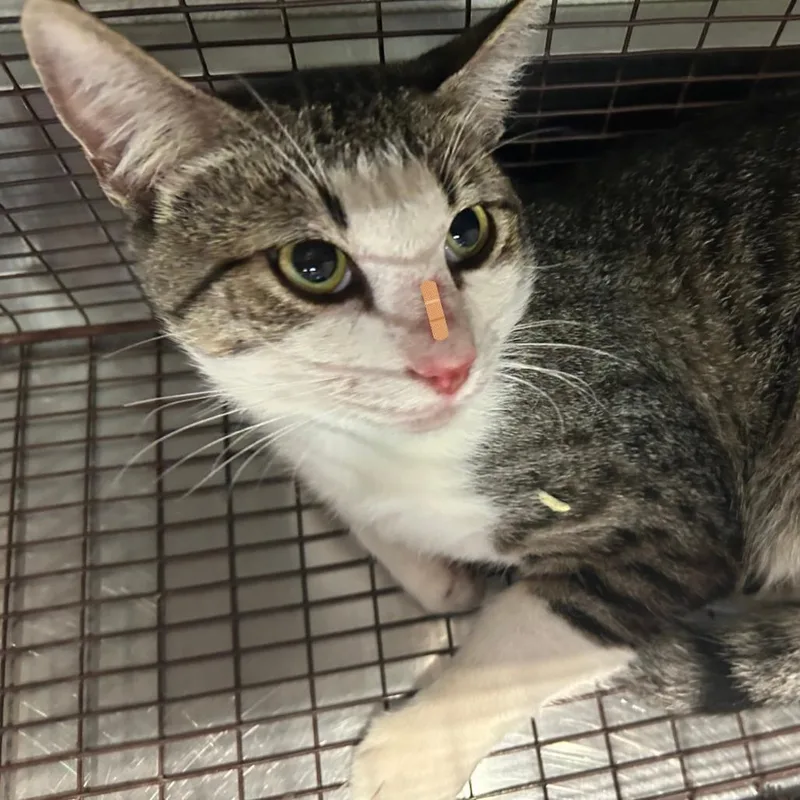 A young medium-sized male White Domestic Short Hair cat named Felix for adoption in San Gabriel, CA