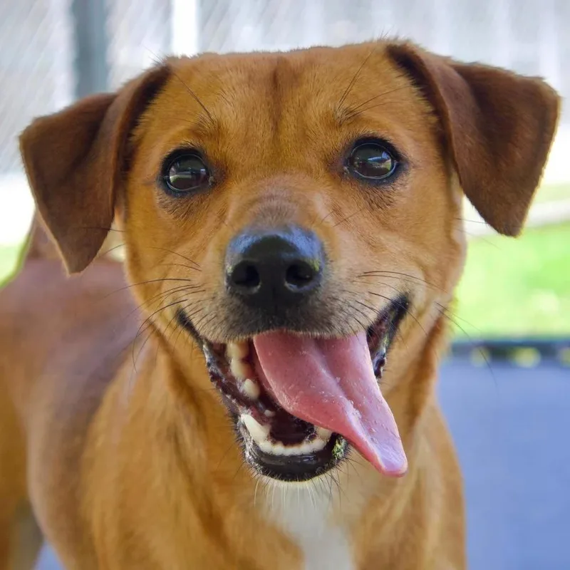 An adult small-sized female Golden Beagle dog named Sadie for adoption in Godfrey, IL