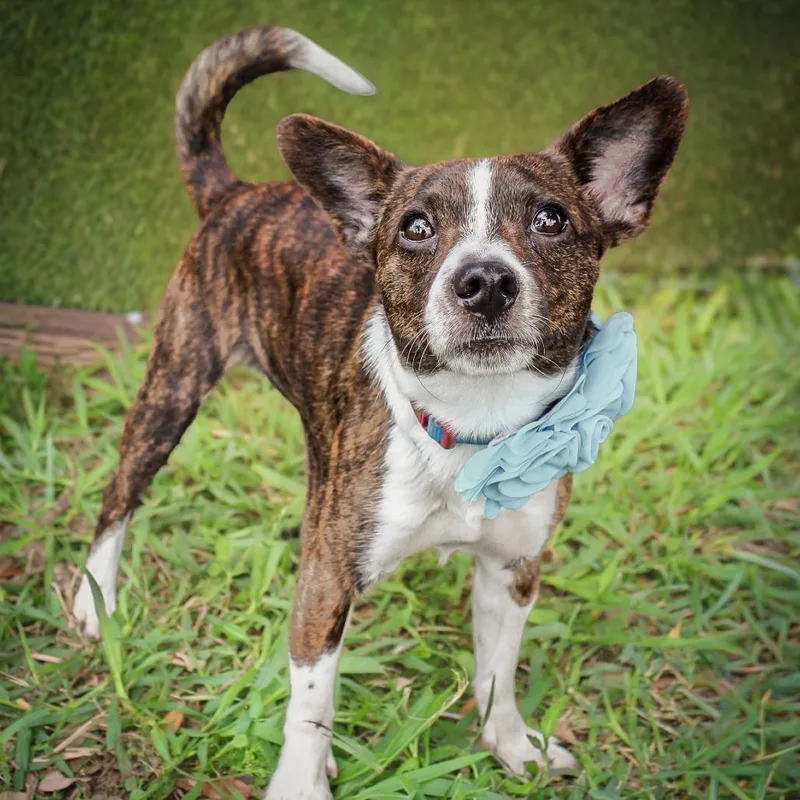 An adult small-sized male Brindle Chihuahua dog named Tiger for adoption in Lake Jackson, TX