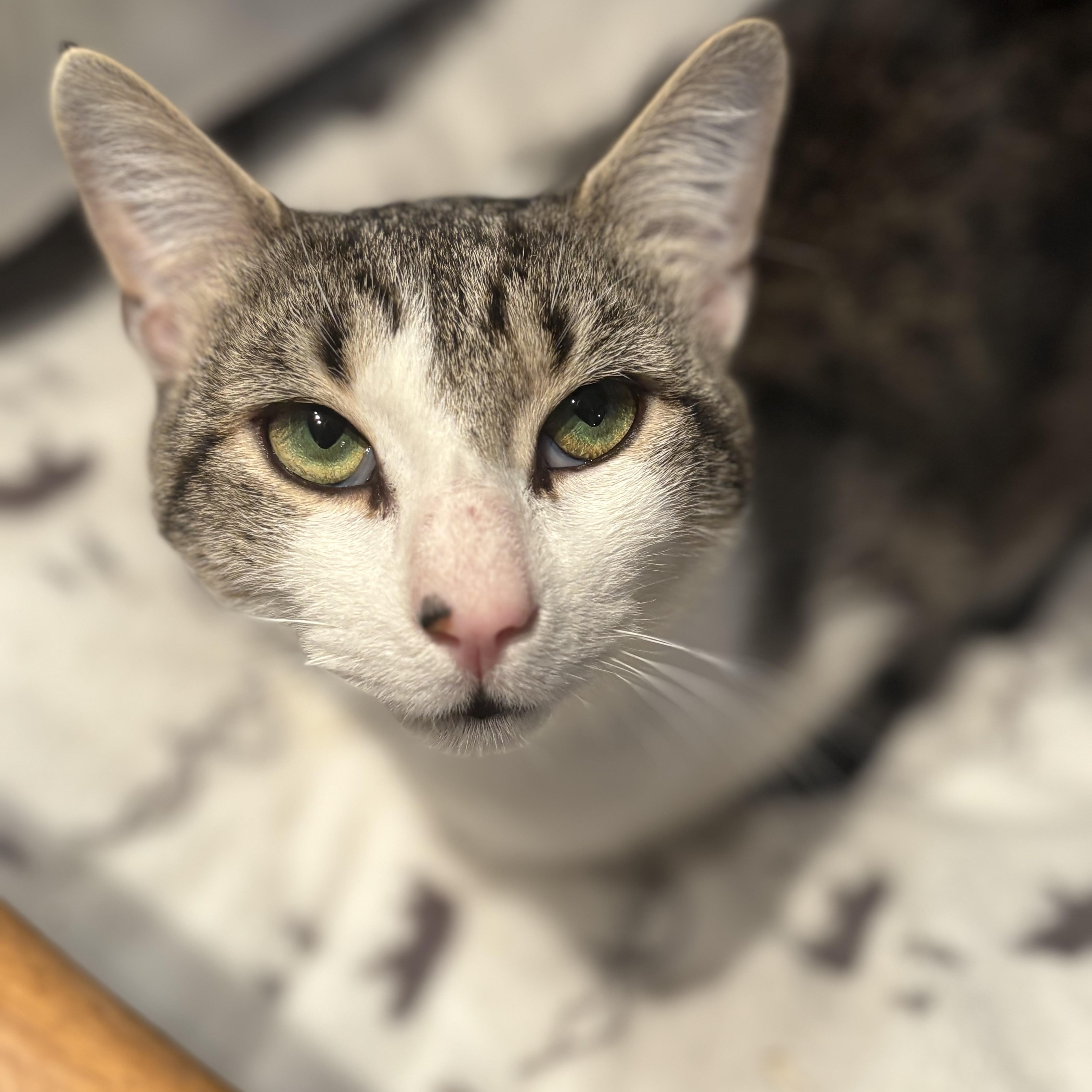 Janus Aka Mr. Chill thumbnail 2