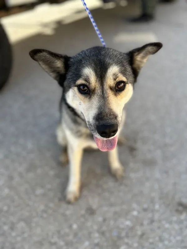 An adult large-sized male Siberian Husky dog named Victor for adoption in Victorville, CA