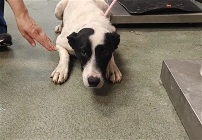 A young medium-sized female Australian Cattle Dog / Blue Heeler dog named A for adoption in Santa Fe, NM