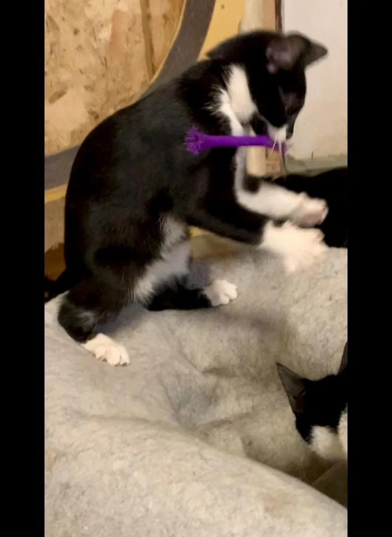 A young medium-sized female Black & White / Tuxedo Domestic Short Hair cat named Jill for adoption in Ludington, MI