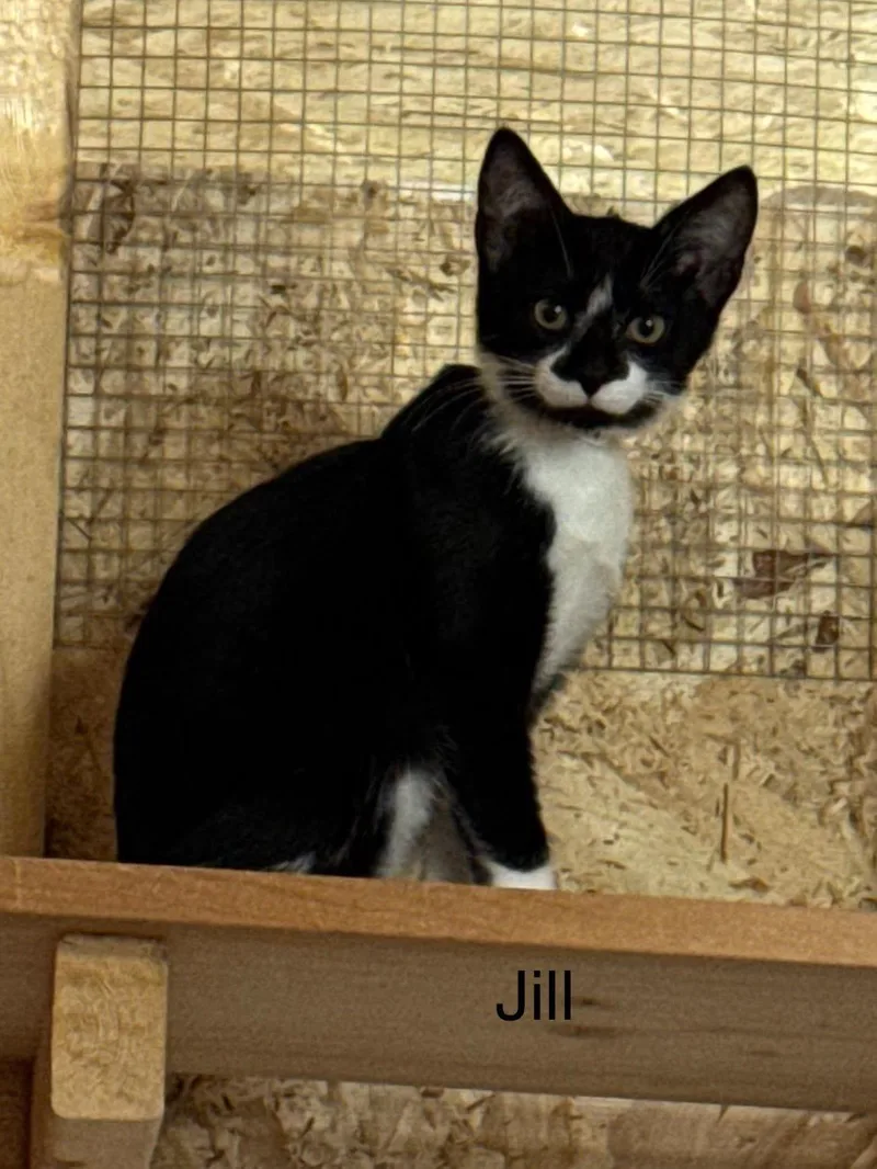 Jill thumbnail 3
