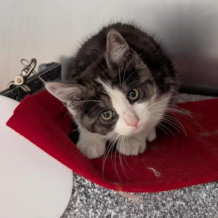 A baby small-sized female Domestic Medium Hair cat named Meerkat for adoption in Birdsboro, PA