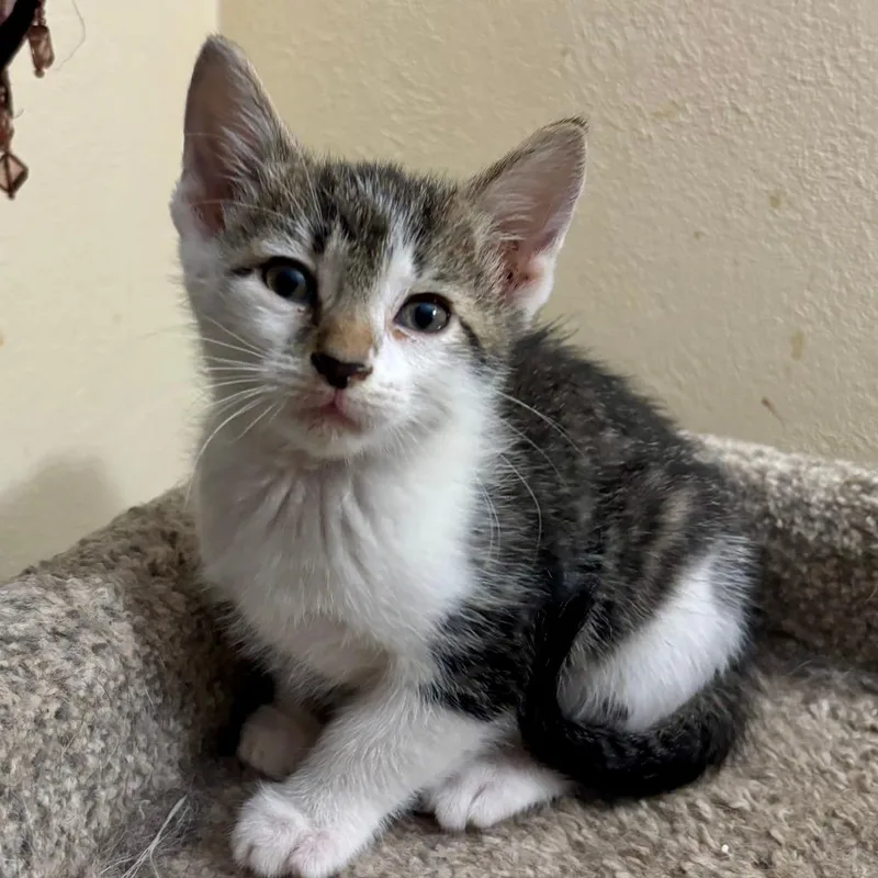 A baby small-sized male Brown / Chocolate Domestic Short Hair cat named Clark for adoption in Troy, IL