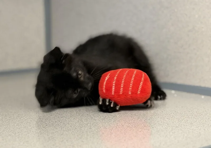 A baby medium-sized male Domestic Short Hair cat named Smudge for adoption in Gardnerville, NV