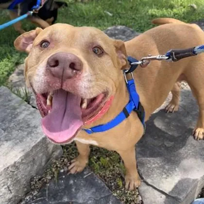 A senior medium-sized male Pit Bull Terrier dog named Chico for adoption in Wheaton, IL
