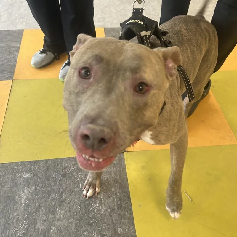 An adult large-sized male Brindle Pit Bull Terrier dog named Pup for adoption in Philadelphia, PA