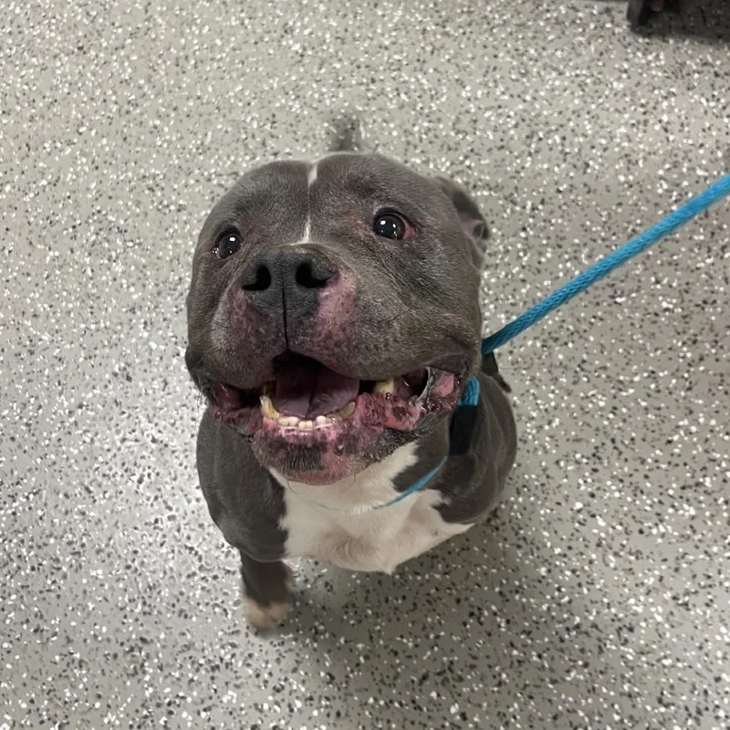 An adult large-sized male Gray / Blue / Silver American Staffordshire Terrier dog named Heffalump for adoption in Norfolk, NE