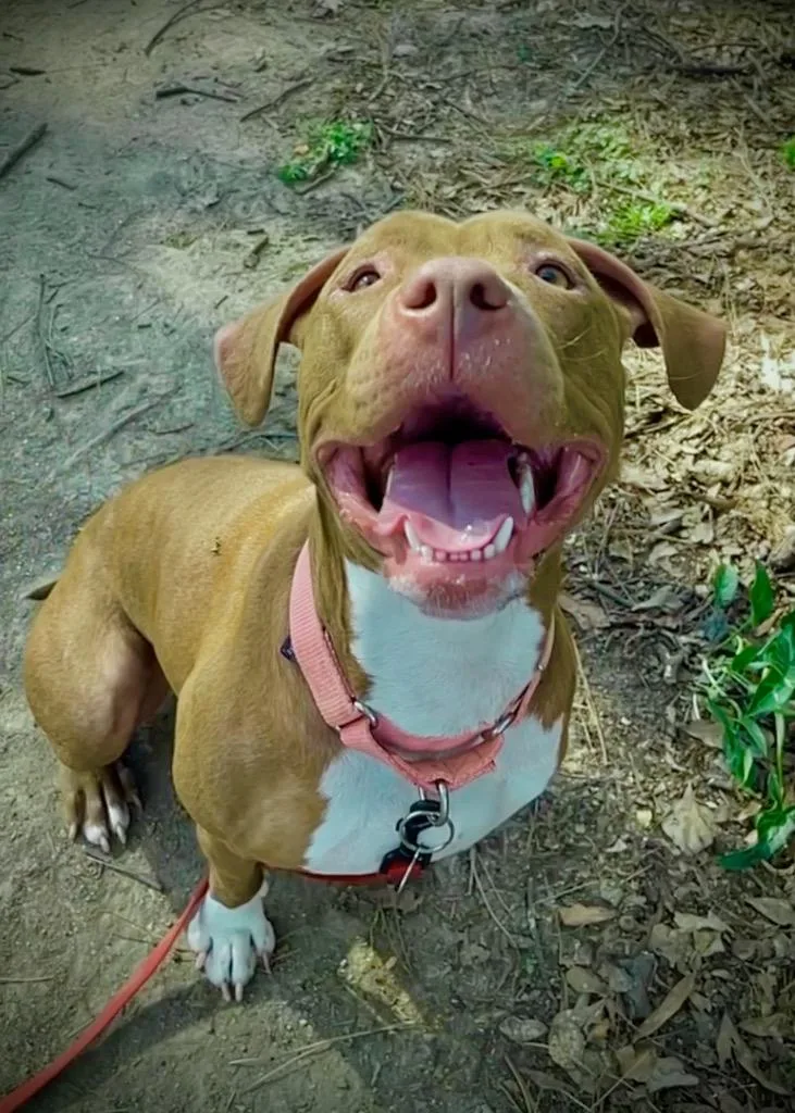 A young large-sized female Pit Bull Terrier dog named Ruby for adoption in Princeton, MA