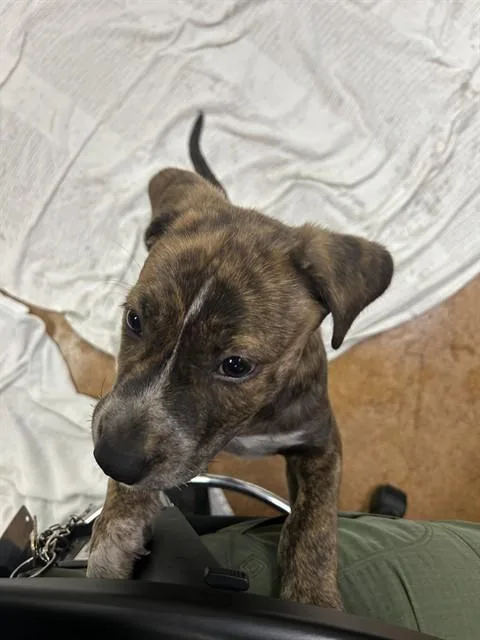 A baby small-sized female Pit Bull Terrier dog named Nova for adoption in Sacramento, CA