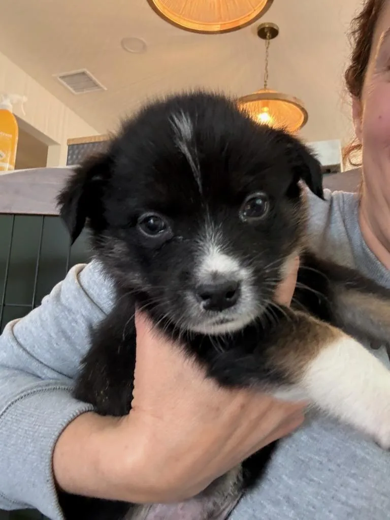 A baby medium-sized male Mixed Breed dog named Shaggy for adoption in Burbank, CA