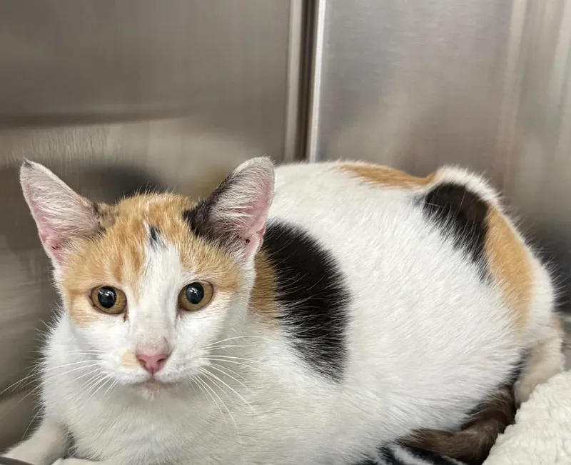 An adult medium-sized female Domestic Short Hair cat named Chloe for adoption in Seven Points, TX