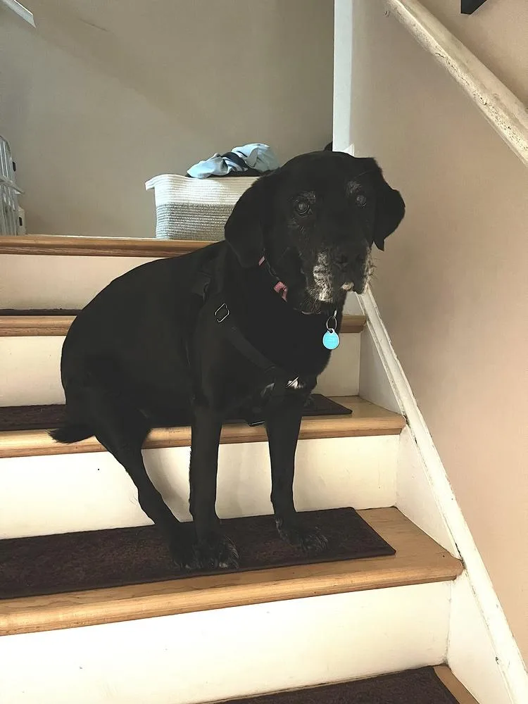 A senior large-sized female Black Labrador Retriever dog named Cannoli for adoption in Greenbelt, MD