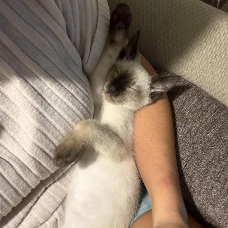 A baby medium-sized male Siamese cat named Mallow for adoption in Kannapolis, NC