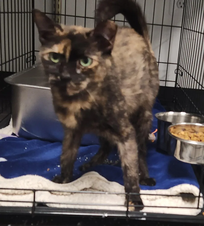 A young medium-sized female Domestic Short Hair cat named Pickle for adoption in Herndon, VA