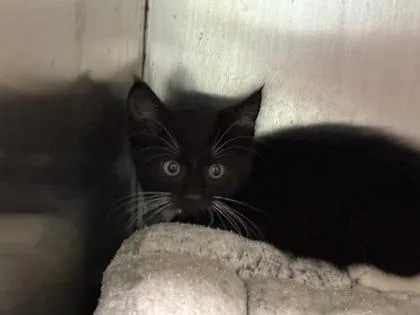 A baby small-sized male Domestic Short Hair cat named Earl Grey for adoption in Port Saint Joe, FL