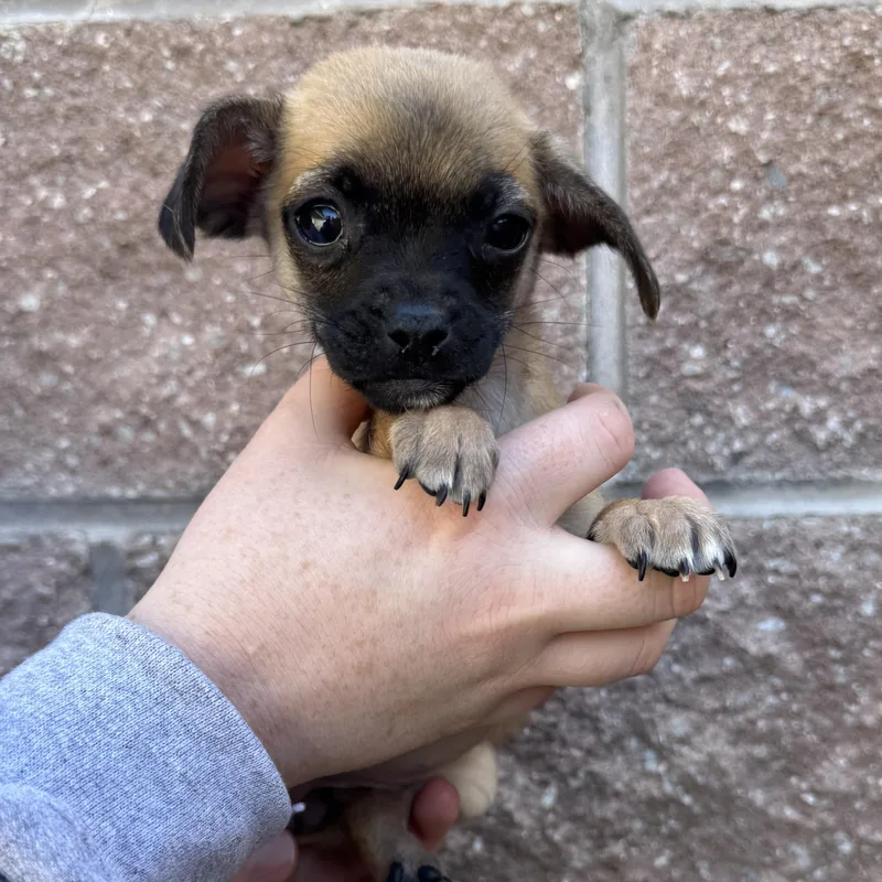 A baby small-sized female Mixed Breed dog named Jalapeno for adoption in Henderson, NV