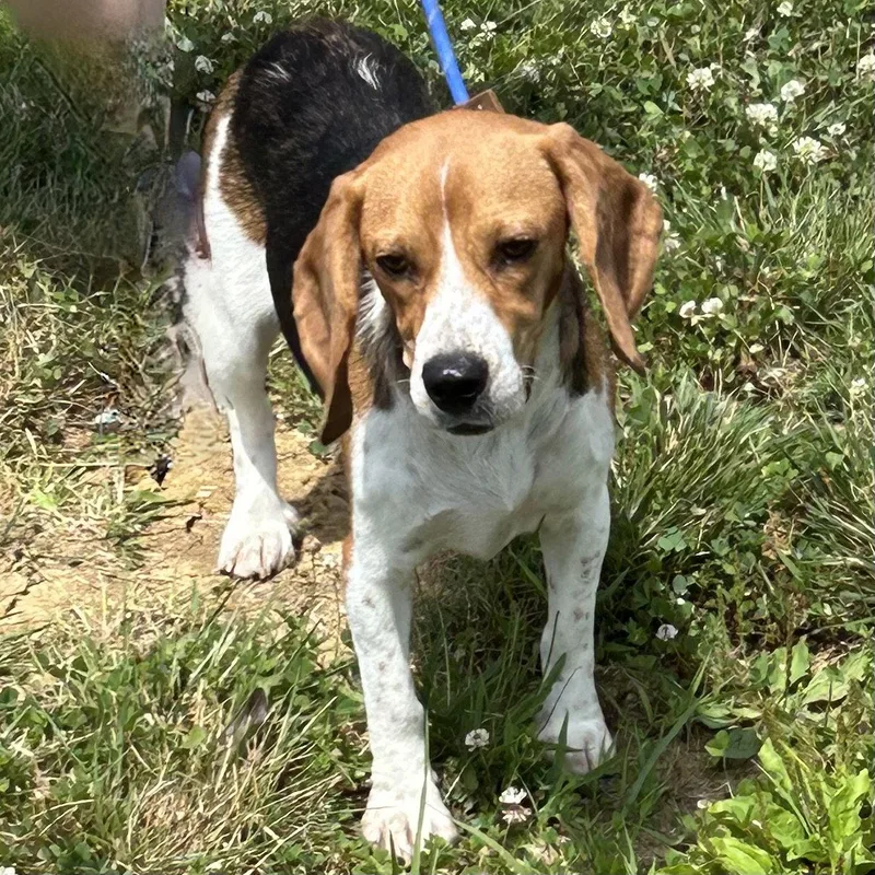 A young medium-sized female Beagle dog named Velvet for adoption in Norwood, OH