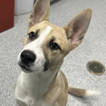 A baby medium-sized female Apricot / Beige Husky dog named Honey for adoption in Tinley Park, IL