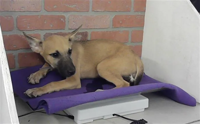 A baby small-sized male German Shepherd Dog dog named Chester for adoption in Houston, TX