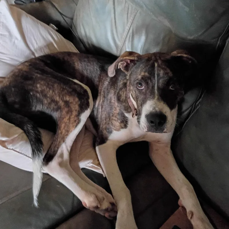 A young medium-sized female Pit Bull Terrier dog named Luna for adoption in Stuart, VA
