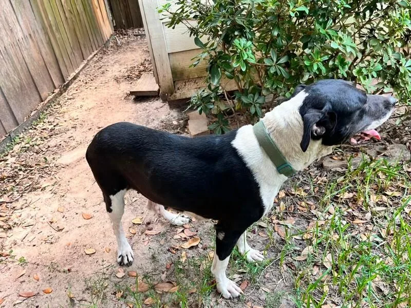 An adult medium-sized female American Staffordshire Terrier dog named Sweet Molly for adoption in Houston, TX