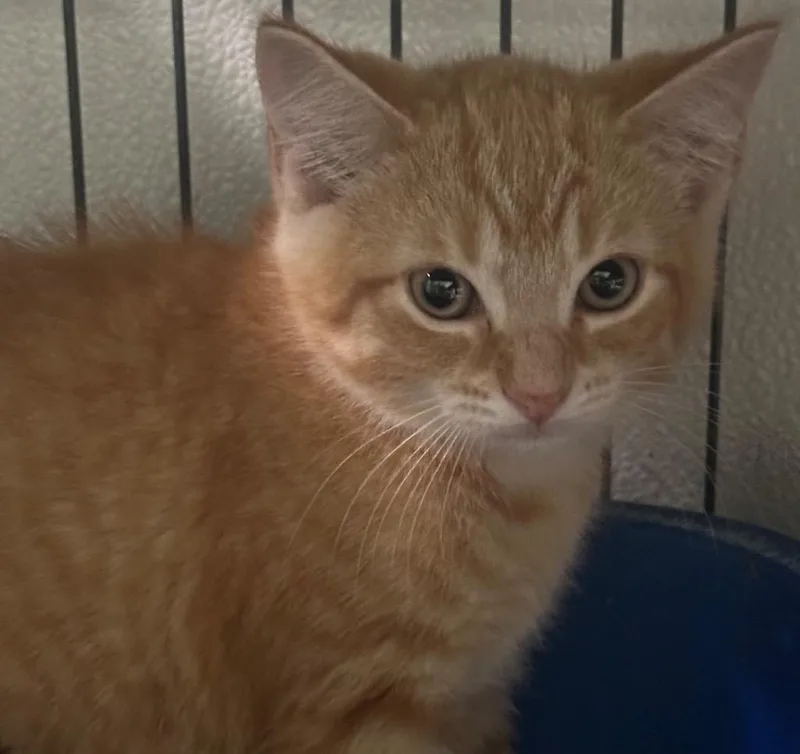 A baby medium-sized female Domestic Short Hair cat named Rosey for adoption in Saginaw, MI
