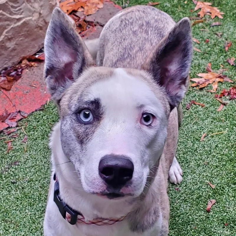 An adult medium-sized female Mixed Breed dog named Khloe for adoption in Fairport, NY