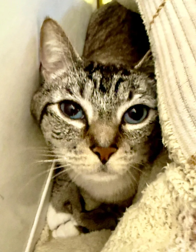 An adult medium-sized male Domestic Short Hair cat named Spicy Shrimp for adoption in Boise, ID