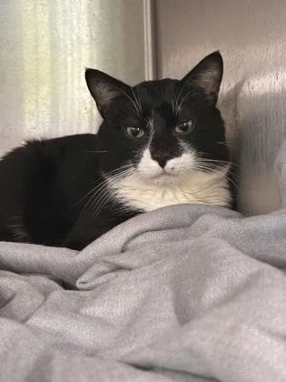 An adult medium-sized male Domestic Short Hair cat named Doc Hudson for adoption in West Chester, PA