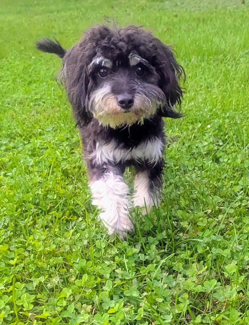 A baby small-sized female Poodle dog named Layla for adoption in Yorkville, IL
