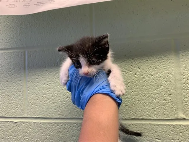 A baby small-sized male Domestic Short Hair cat named Scientist for adoption in Grand Prairie, TX
