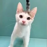 A baby medium-sized male Domestic Short Hair cat named Coronado for adoption in Santa Cruz, CA