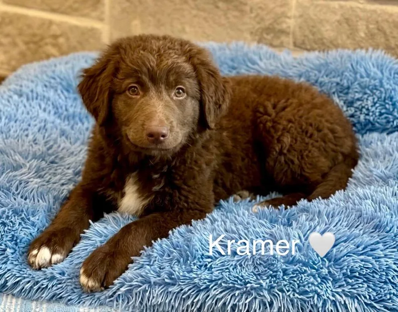 A baby medium-sized male Australian Shepherd dog named Kramer for adoption in Rockwall, TX