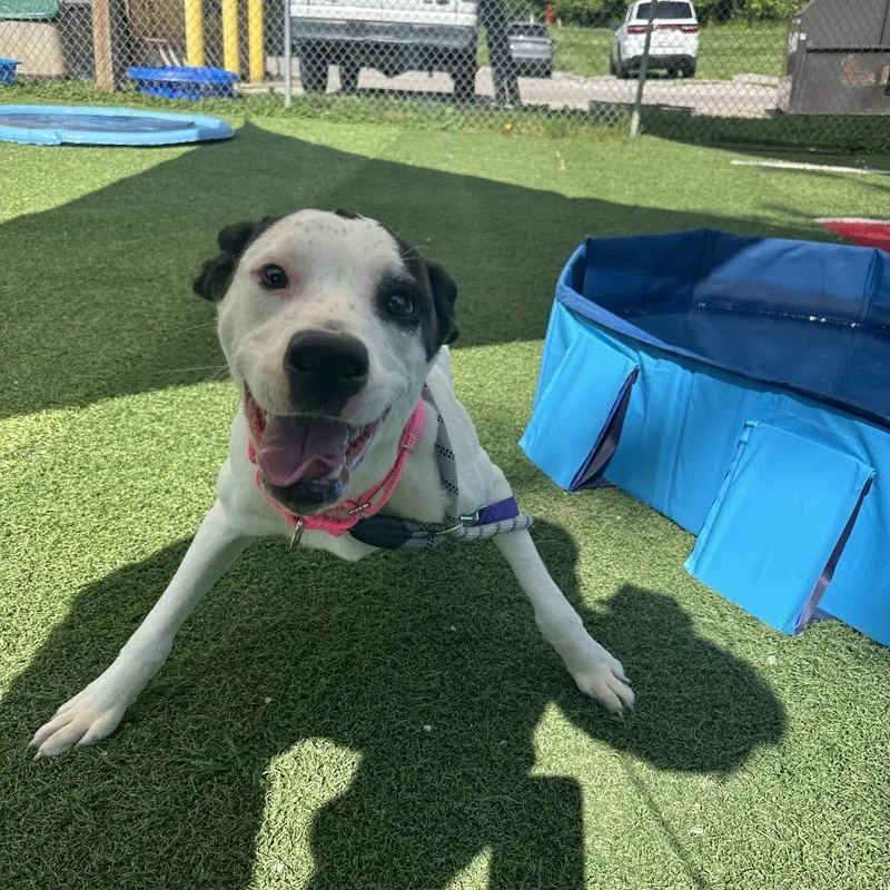 An adult medium-sized female White / Cream Boxer dog named East for adoption in Batavia, OH
