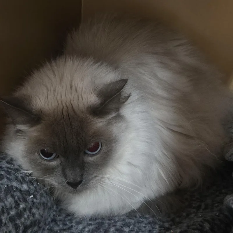 A senior small-sized female Brown / Chocolate Himalayan cat named Pebbles for adoption in Colorado Springs, CO